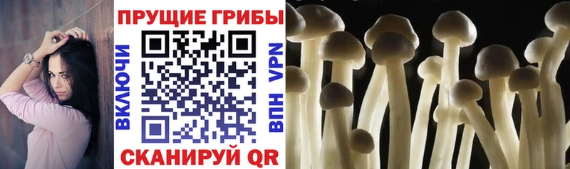 Псилоцибиновые грибы прущие грибы  Серафимович 